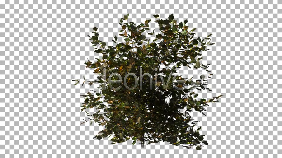Bush Type 9 Videohive 6890704 Motion Graphics Image 5
