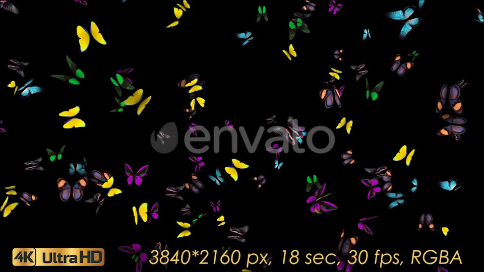 Butterflies Arrived Videohive 21830043 Motion Graphics Image 4