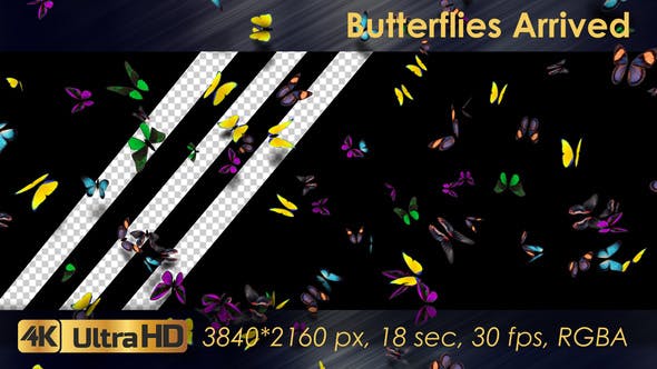 Butterflies Arrived - 21830043 Videohive Download