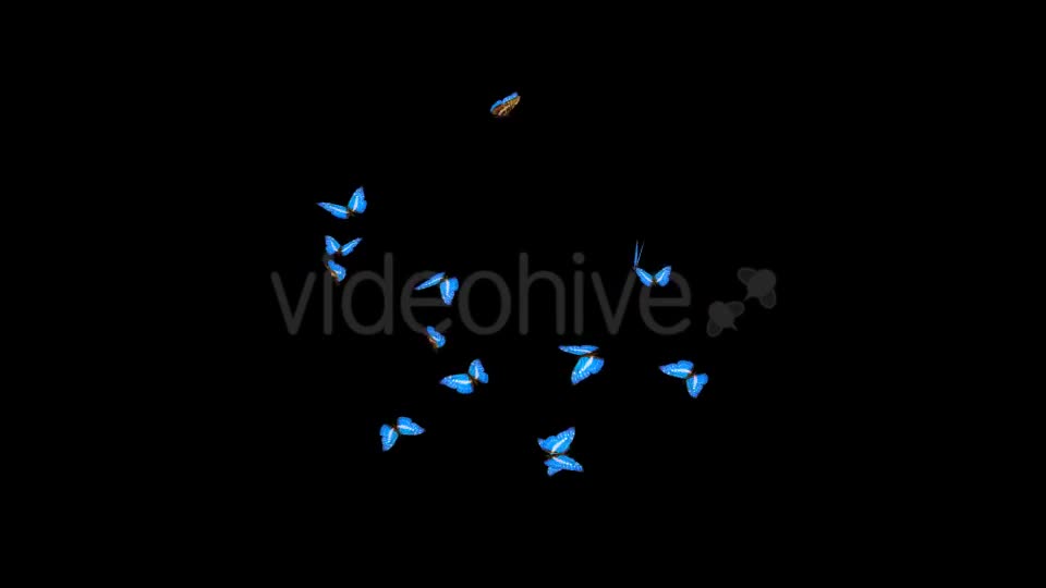 Butterflies Blue Charaxes Swarm Resizable Loop Videohive 20957743 Motion Graphics Image 1