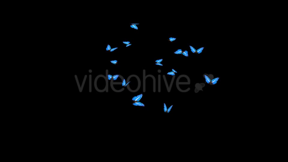 Butterflies Blue Charaxes Swarm Resizable Loop Videohive 20957743 Motion Graphics Image 2