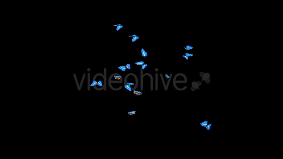 Butterflies Blue Charaxes Swarm Resizable Loop Videohive 20957743 Motion Graphics Image 3