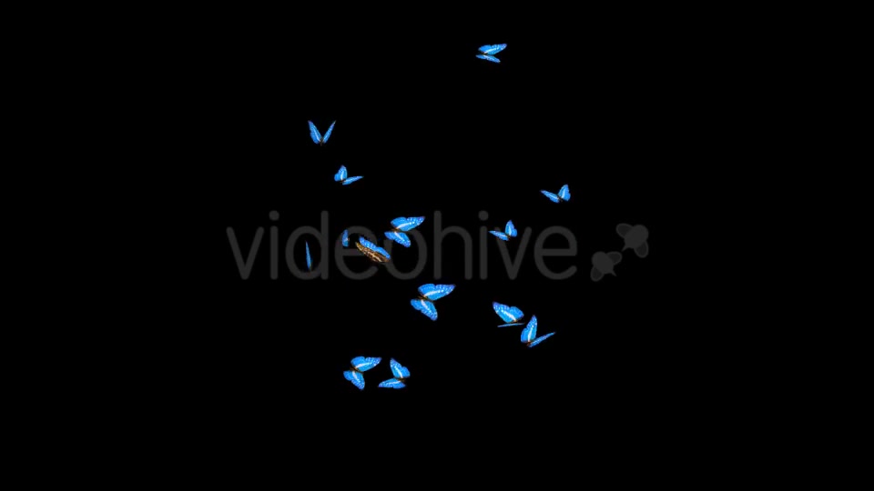Butterflies Blue Charaxes Swarm Resizable Loop Videohive 20957743 Motion Graphics Image 4