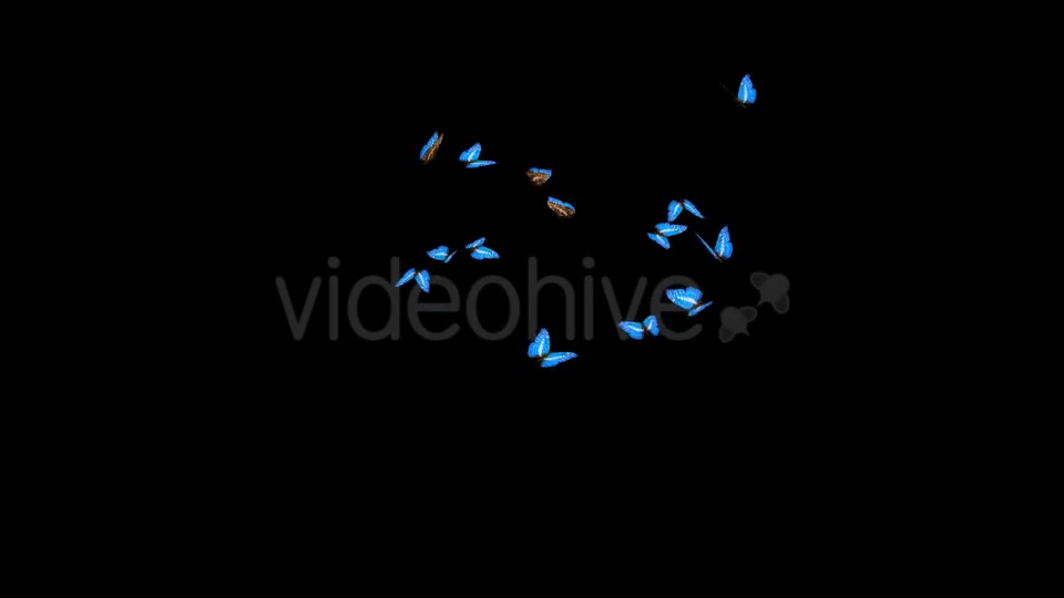 Butterflies Blue Charaxes Swarm Resizable Loop Videohive 20957743 Motion Graphics Image 5