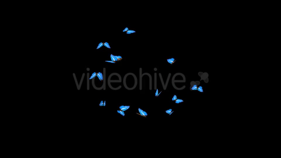 Butterflies Blue Charaxes Swarm Resizable Loop Videohive 20957743 Motion Graphics Image 9
