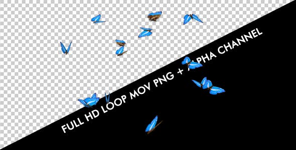 Butterflies Blue Charaxes Swarm Resizable Loop - Download 20957743 Videohive