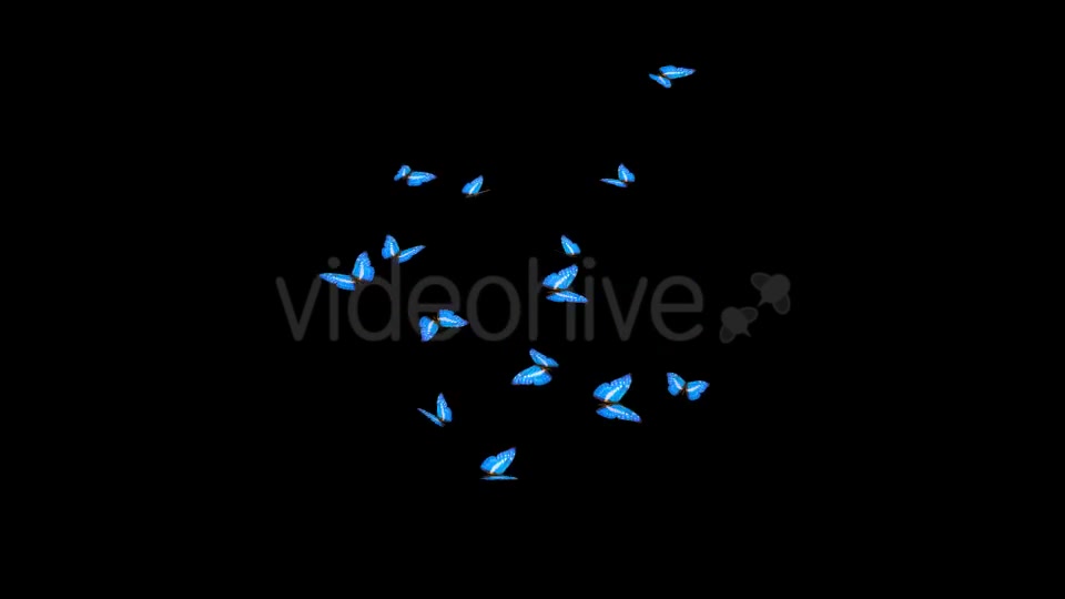 Butterflies Blue Swarm Resizable Loop 4K Videohive 20957806 Motion Graphics Image 3