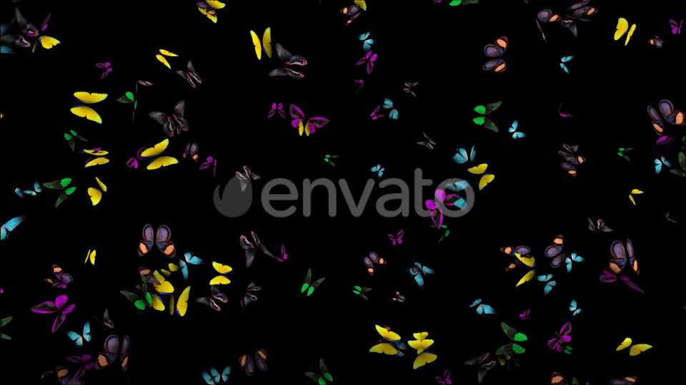 Butterflies Fly Away Videohive 21830073 Motion Graphics Image 1