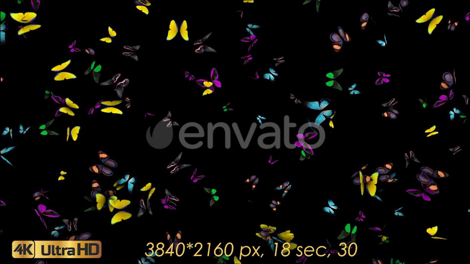 Butterflies Fly Away Videohive 21830073 Motion Graphics Image 3