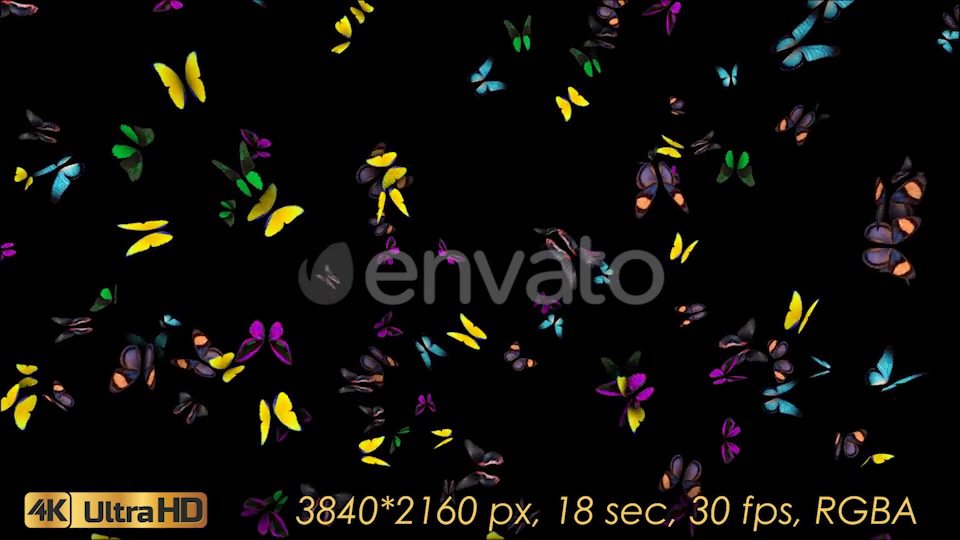 Butterflies Fly Away Videohive 21830073 Motion Graphics Image 6