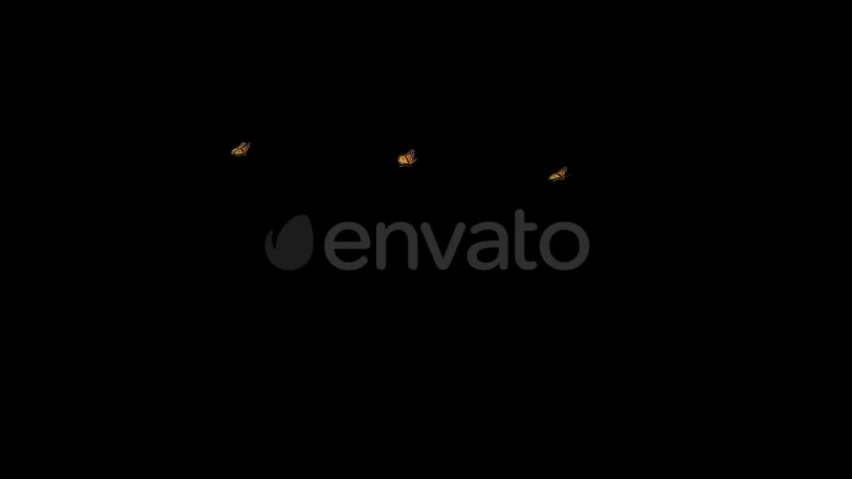 Butterflies Monarch Three Flying Around Videohive 22172463 Motion Graphics Image 1