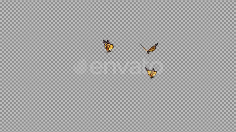 Butterflies Monarch Three Flying Around Videohive 22172463 Motion Graphics Image 10