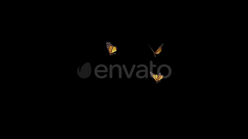 Butterflies Monarch Three Flying Around Videohive 22172463 Motion Graphics Image 4