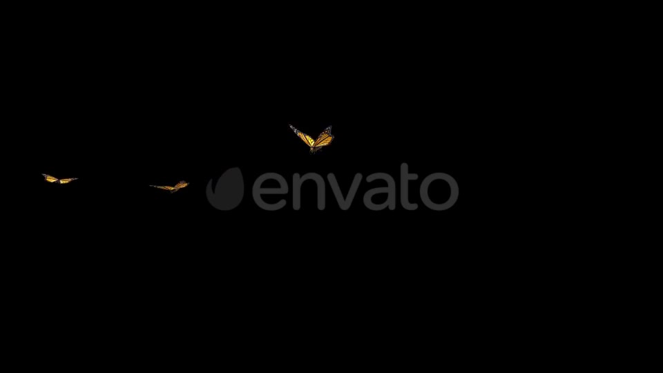 Butterflies Monarch Three Flying Around Videohive 22172463 Motion Graphics Image 5