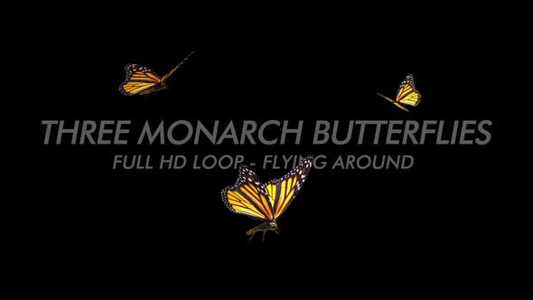Butterflies Monarch Three Flying Around - Videohive 22172463 Download