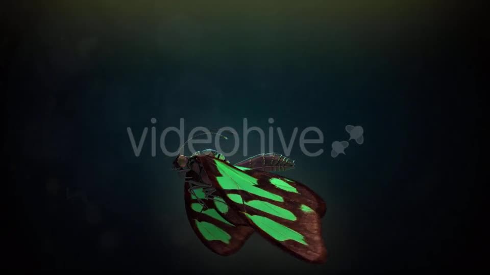 Butterfly Flapping Wings Videohive 20162728 Motion Graphics Image 1