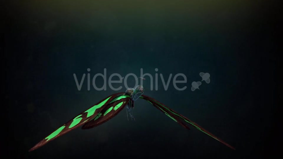 Butterfly Flapping Wings Videohive 20162728 Motion Graphics Image 2