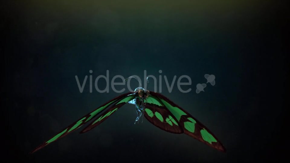 Butterfly Flapping Wings Videohive 20162728 Motion Graphics Image 4