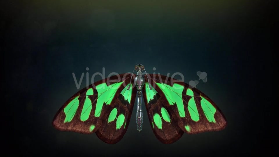 Butterfly Flapping Wings Videohive 20162728 Motion Graphics Image 5