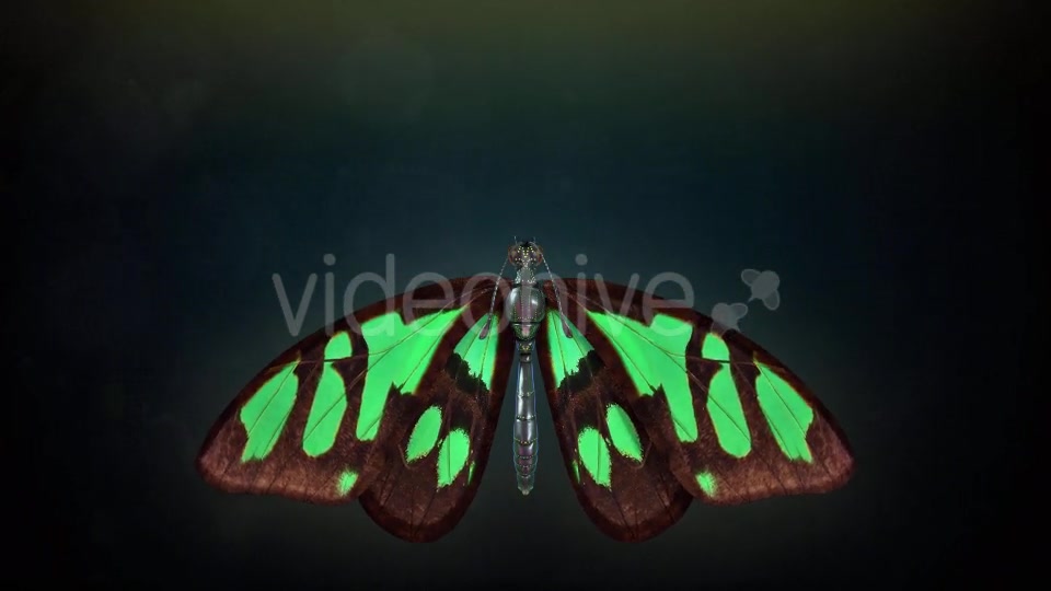 Butterfly Flapping Wings Videohive 20162728 Motion Graphics Image 6