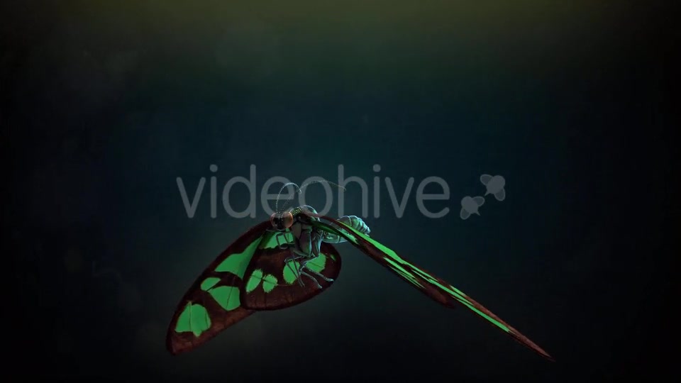 Butterfly Flapping Wings Videohive 20162728 Motion Graphics Image 7