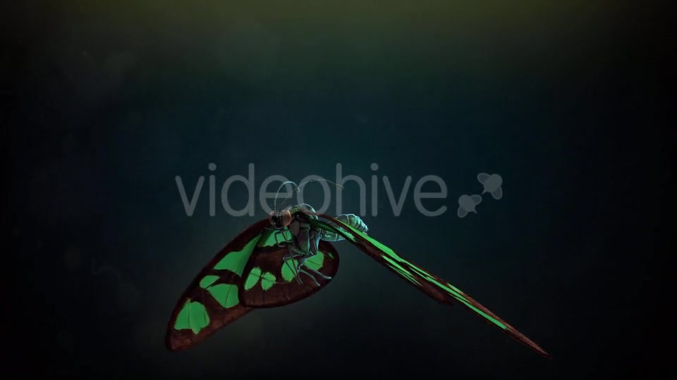 Butterfly Flapping Wings Videohive 20162728 Motion Graphics Image 8