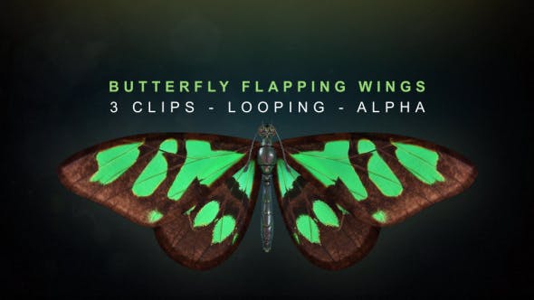 Butterfly Flapping Wings - Videohive 20162728 Download