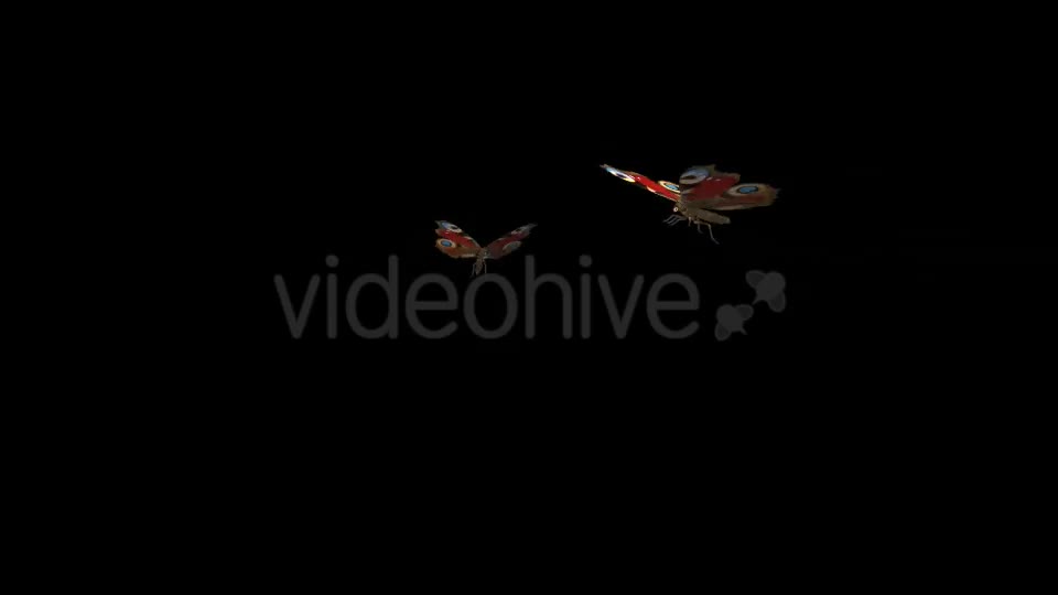 Butterfly Pair Artistic Peacock Videohive 19693008 Motion Graphics Image 1