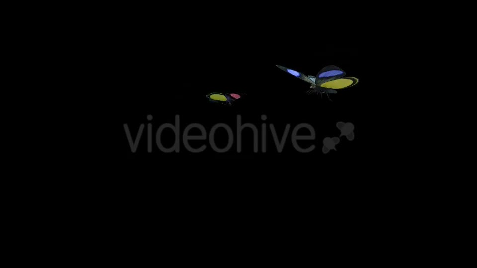 Butterfly Pair Rainbow Batesia Videohive 19692988 Motion Graphics Image 1