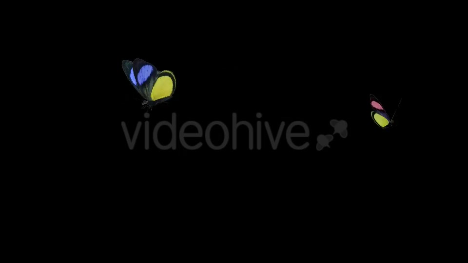 Butterfly Pair Rainbow Batesia Videohive 19692988 Motion Graphics Image 2