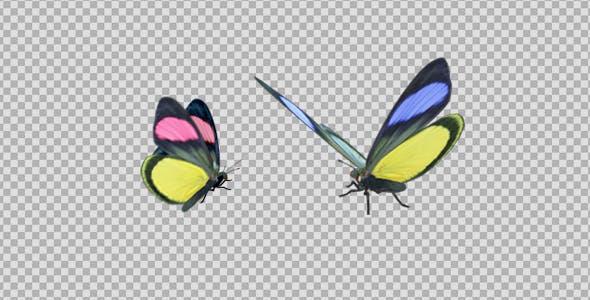 Butterfly Pair Rainbow Batesia - 19692988 Download Videohive