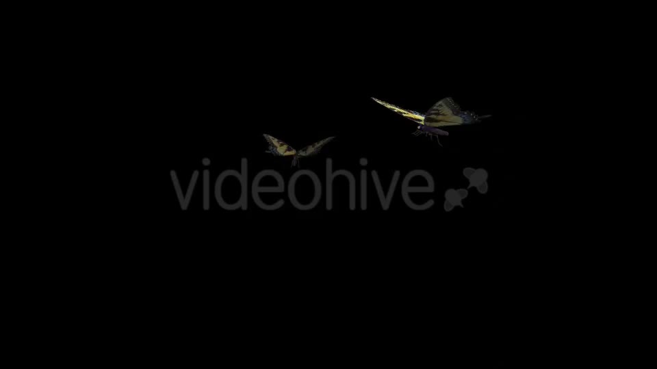 Butterfly Pair Tiger Swallowtail Videohive 19693024 Motion Graphics Image 1