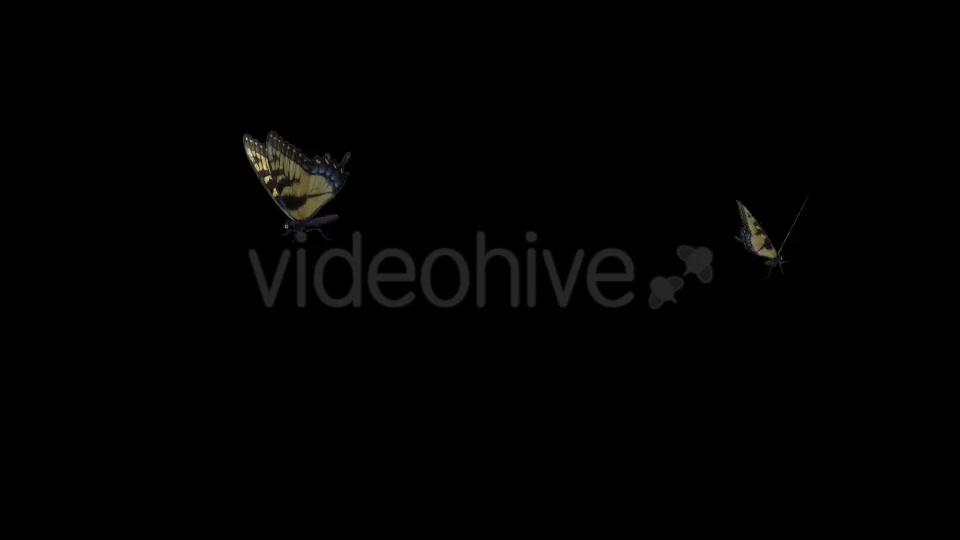 Butterfly Pair Tiger Swallowtail Videohive 19693024 Motion Graphics Image 2