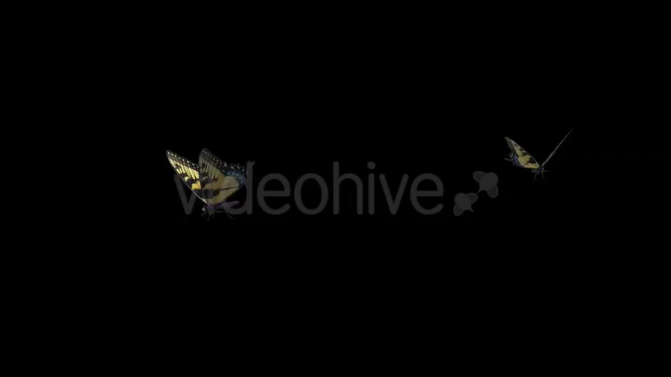 Butterfly Pair Tiger Swallowtail Videohive 19693024 Motion Graphics Image 7