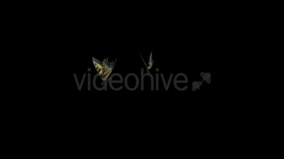 Butterfly Pair Tiger Swallowtail Videohive 19693024 Motion Graphics Image 9