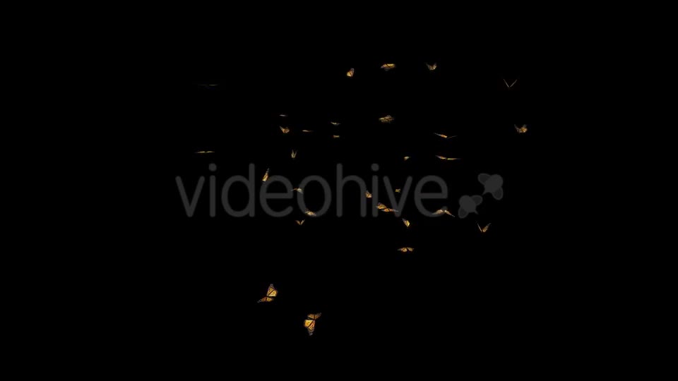 Butterfly Swarm American Monarch Videohive 19745994 Motion Graphics Image 1