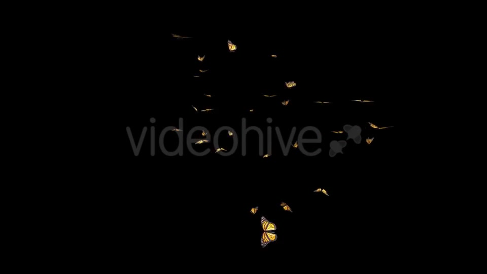 Butterfly Swarm American Monarch Videohive 19745994 Motion Graphics Image 10