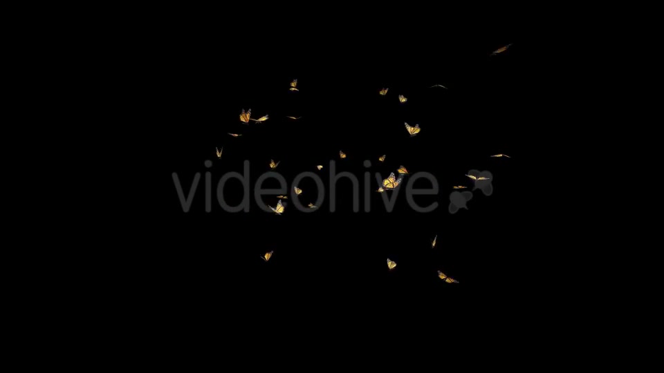 Butterfly Swarm American Monarch Videohive 19745994 Motion Graphics Image 3