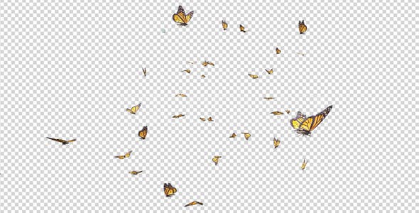 Butterfly Swarm American Monarch - 19745994 Download Videohive