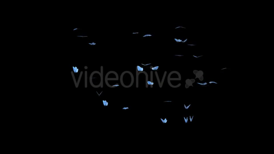 Butterfly Swarm Blue Adonis Videohive 19746100 Motion Graphics Image 10