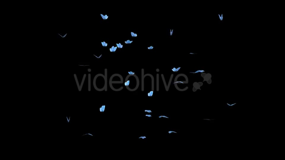 Butterfly Swarm Blue Adonis Videohive 19746100 Motion Graphics Image 2