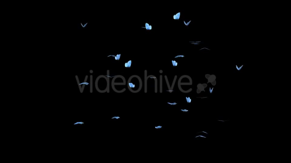 Butterfly Swarm Blue Adonis Videohive 19746100 Motion Graphics Image 3