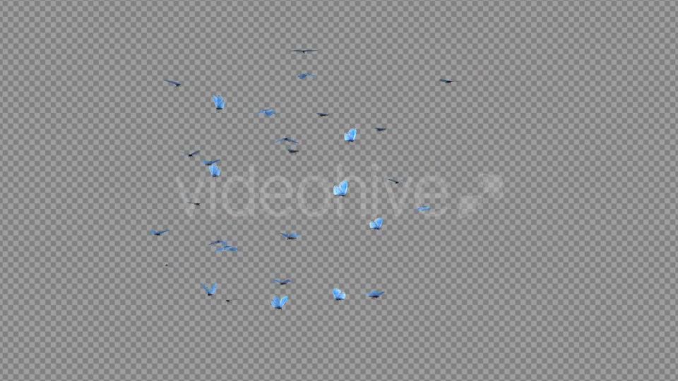 Butterfly Swarm Blue Adonis Videohive 19746100 Motion Graphics Image 4