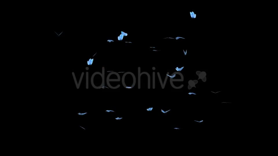 Butterfly Swarm Blue Adonis Videohive 19746100 Motion Graphics Image 9
