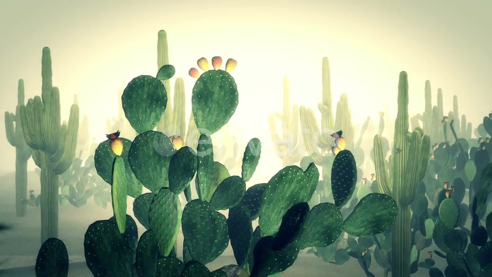 Cactus Land Hd Videohive 23510415 Motion Graphics Image 5