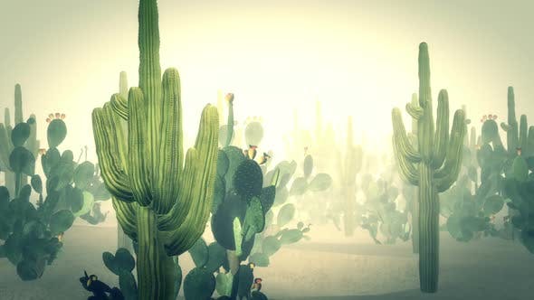 Cactus Land Hd - Videohive 23510415 Download