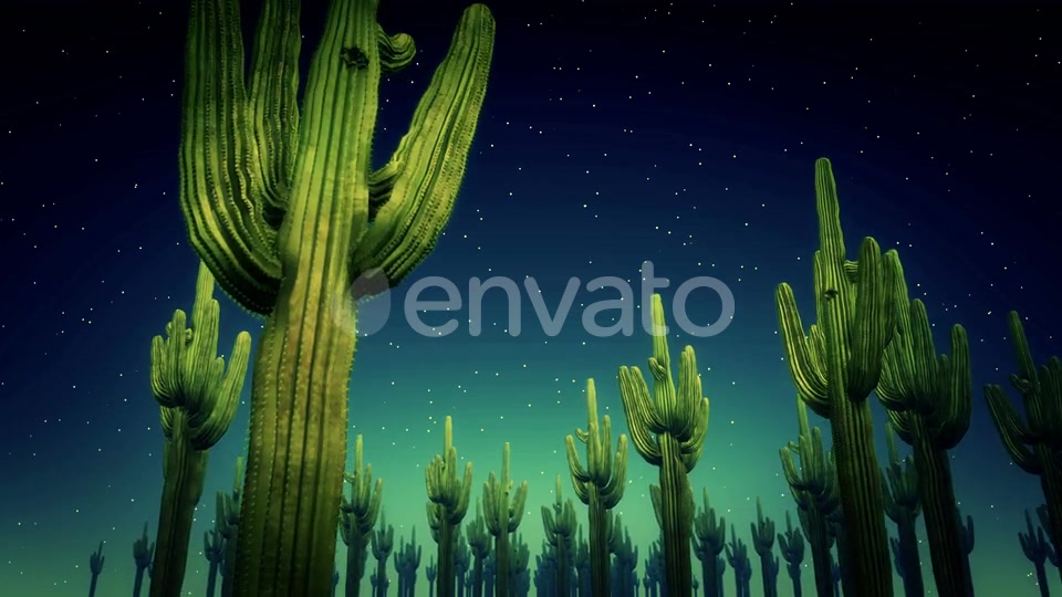 Cactus Nighttime 4k Videohive 23564650 Motion Graphics Image 6