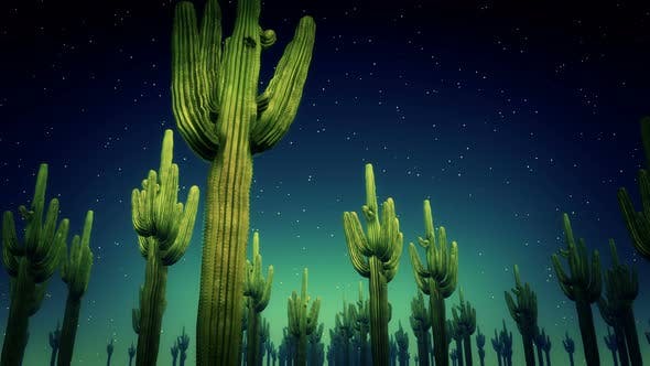 Cactus Nighttime 4k - 23564650 Videohive Download