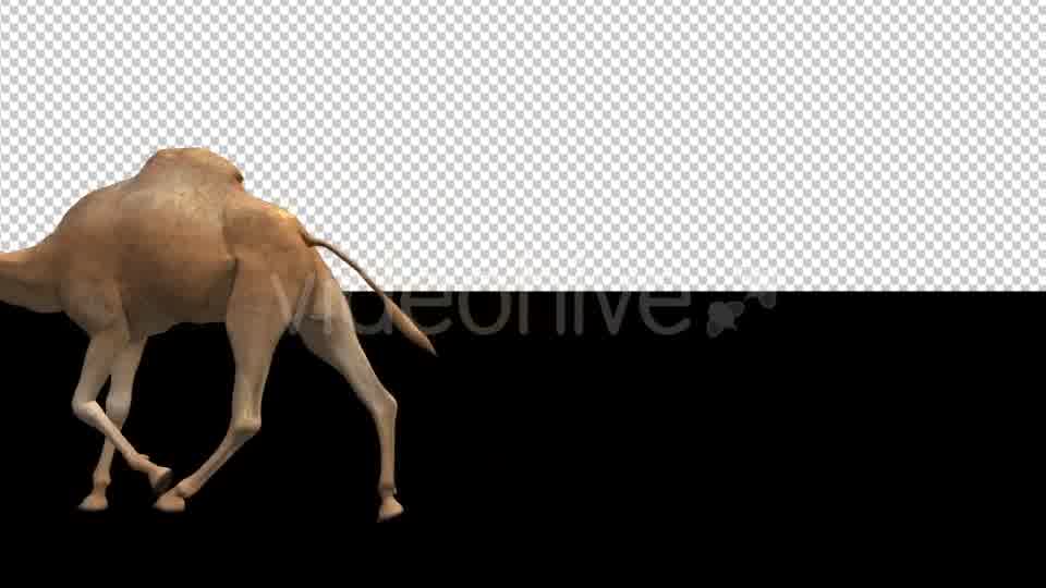 Camel Moving Videohive 18412357 Motion Graphics Image 10