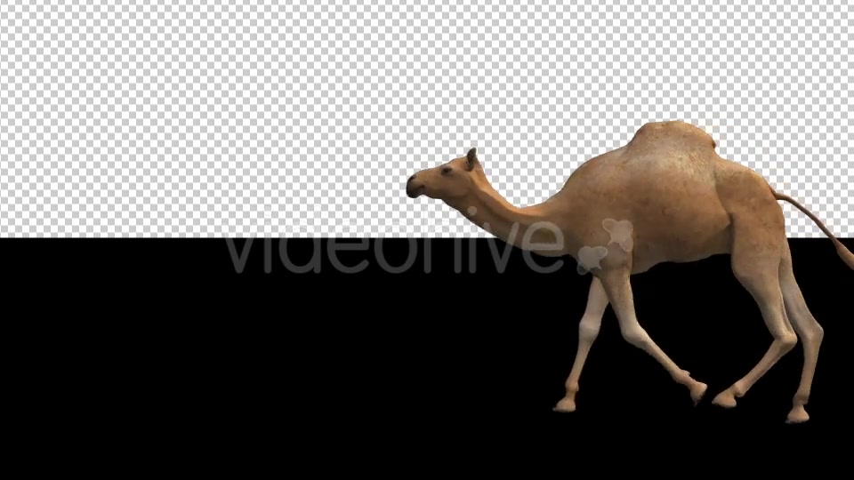Camel Moving Videohive 18412357 Motion Graphics Image 5